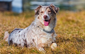 Австралийская овчарка на высохшей траве
