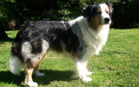 Австралийская овчарка засмотрелась