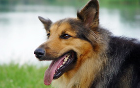 Australian Shepherd with brown coloration