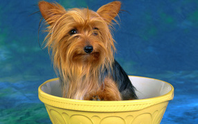 Australian Terrier in a bowl