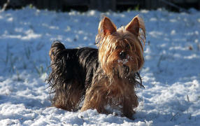 Australian Terrier in the snow
