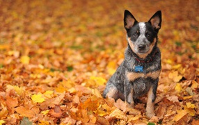 Australian shepherd puppy on the autumn leaves