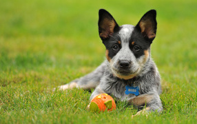 Australian shepherd puppy with a ball