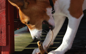 Basenji breed dog chewing on a stick