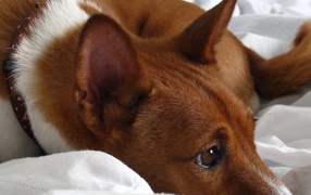 Basenji breed dog is resting on a bed