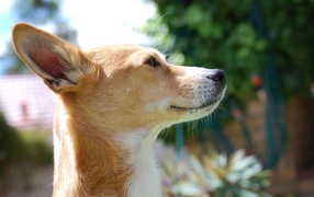 Basenji breed dog loves the sun