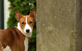 Basenji breed dog near concrete wall