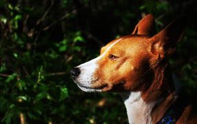 Basenji breed dog on a background bush
