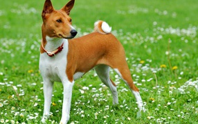 Basenji breed dog on a walk