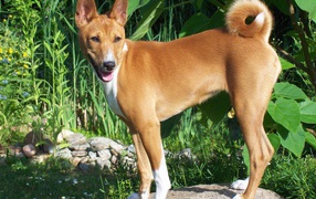Basenji breed dog posing on the stone