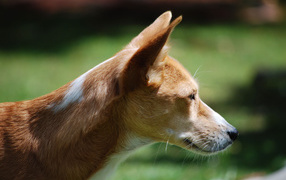 Собака породы басенджи позирует на улице