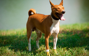 Basenji breed dog squints