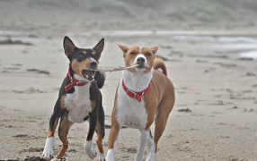 Basenji breed dogs playing in the sand