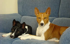 Basenji breed dogs resting on a couch