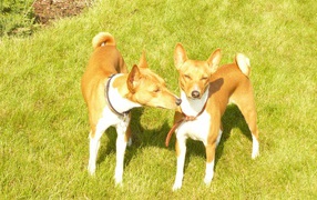 Basenji breed two dogs on the grass