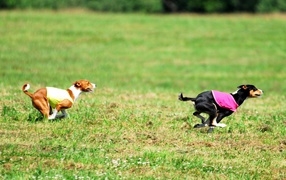 Basenji dogs in pursuit