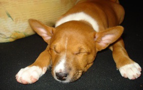 Щенок породы басенджи уснул