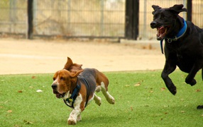 Бассет-хаунд и его друг