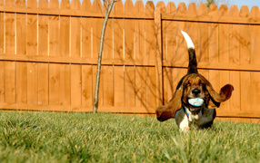 Basset Hound playing with a ball