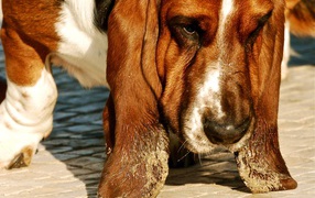 Basset Hound smeared ears in the sand
