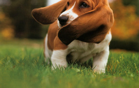 Бассет-хаунд размахивает ушами