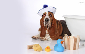 Basset hound in a sailor suit