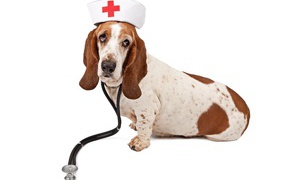 Бассет-хаунд в костюме медсестры