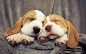 Basset hound puppies sweetly sleeping