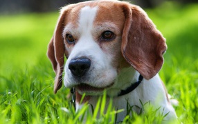 Beagle cute dog hiding in the grass