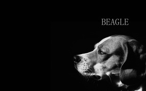 Beagle dog, black and white picture