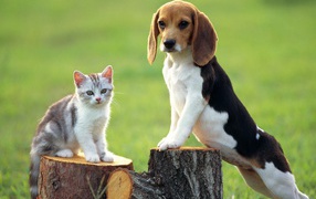 Beagle dog and kitten