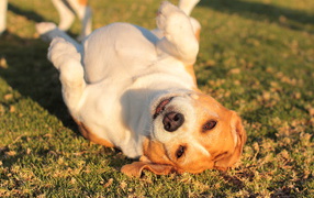 Beagle dog collapsed on the grass