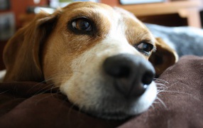 Beagle dog dreaming about a bone