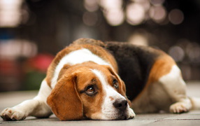Beagle dog dreaming about something
