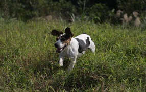 Beagle dog fun runs