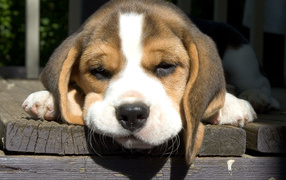 Beagle dog is sad