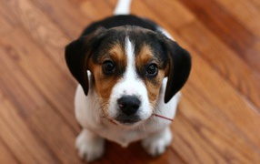 Собака породы бигль смотрит на фотографа