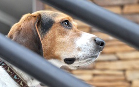 Собака породы бигль о чём-то задумалась