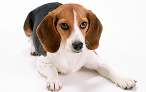 Beagle dog lying on a white background