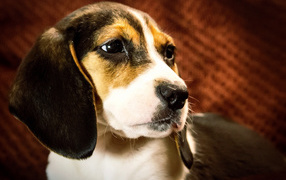 Beagle dog portrait on brown background
