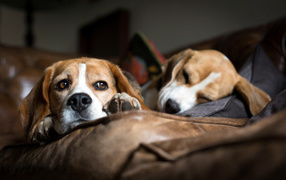 Beagle dog resting on a brown couch