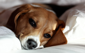 Beagle dog resting on the owner's bed