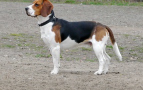 Beagle dog saw someone