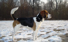Собака породы бигль кого-то увидела зимой