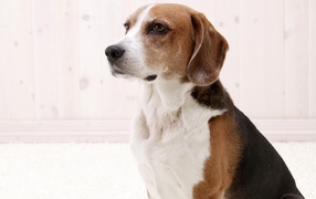 Beagle dog waits for a command