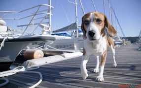 Beagle dog walking on the bridge
