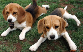 Beagle dogs resting in the grass