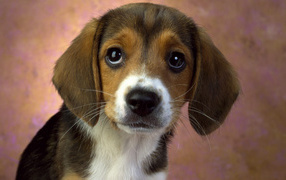 Beagle puppy looking at owner