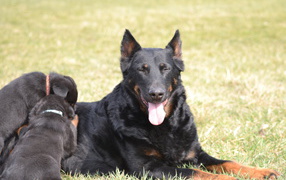 Beauceron dog and her puppies