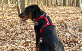 Beauceron in the autumn forest